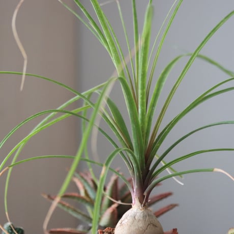 Beaucarnea recurvata × N/OH  no.51949
