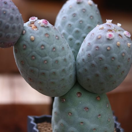 テフロカクタス ゲオメトリクス / Tephrocactus geometricus   no.31964
