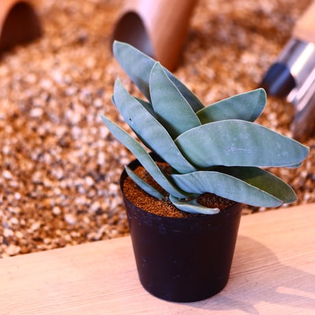 クラッスラ 神刀 / Crassula falcata   no.50720