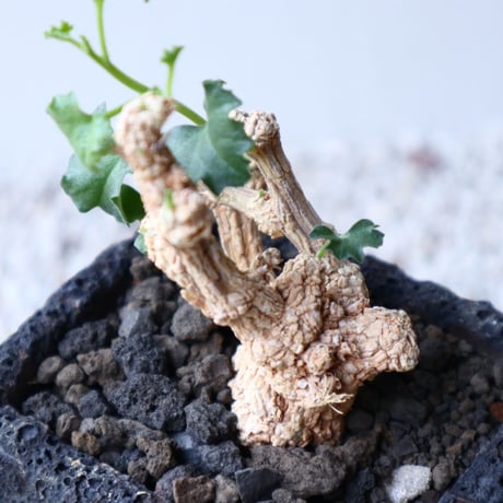 コラロカルプス    グロメルリフロルス  Corallocarpus glomeruliflorus   no.42130