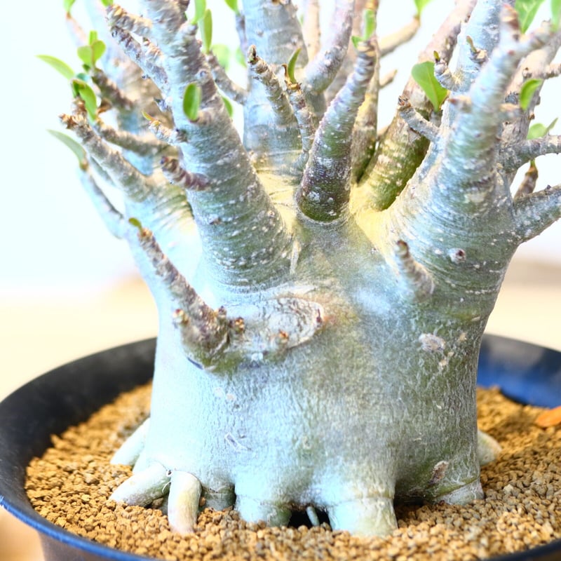 アデニウム アラビカム / Adenium arabicum no.51417 | 芽の巣山