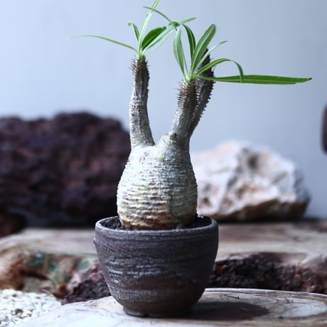 パキポディウム グラキリス  Pachypodium   gracilius  no.013