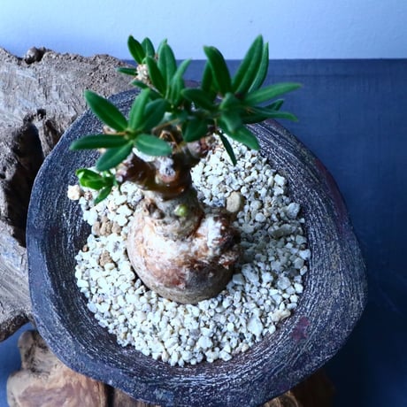 パキポディウム ビスピノーサム  Pachypodium bispinosum  No.009