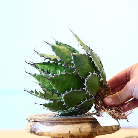 Agave horrida / Style of Chika   no.1015/59