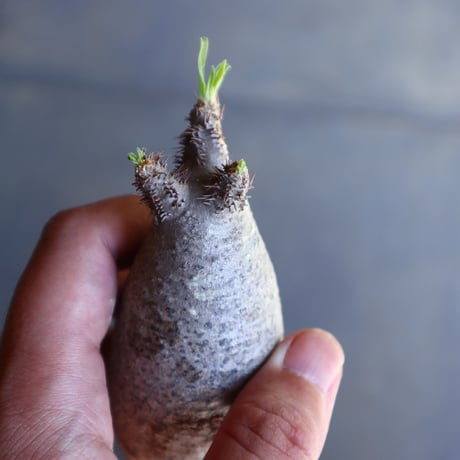 パキポディウム グラキリス 抜苗  Pachypodium rosulatum var. gracilius no.100614