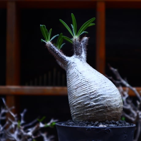パキポディウム  グラキリス／Pachypodium  gracilius       no.51608