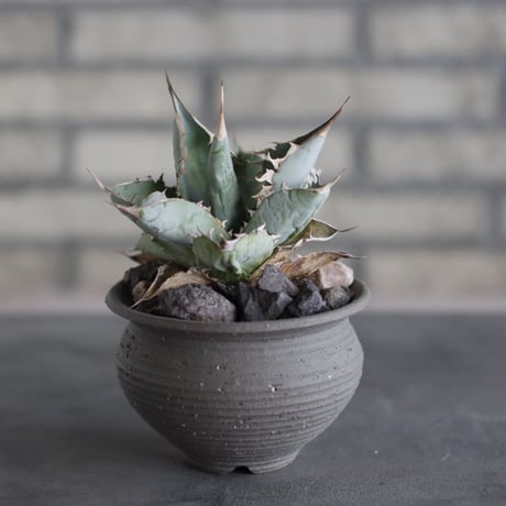 Agave titanota white ice blue selected × N/OH (4号)  no.510/56
