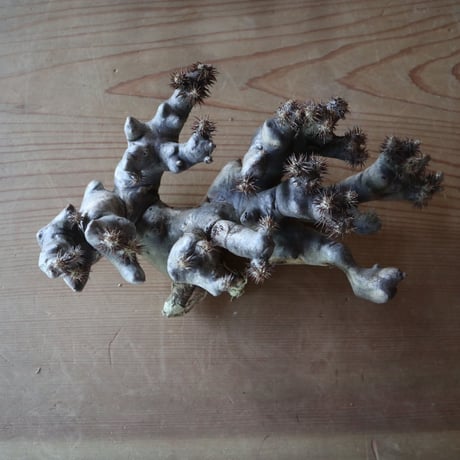 パキポディウム ブレビカリックス     Pachypodium densiflorum var. brevicalyx  no.630PB3