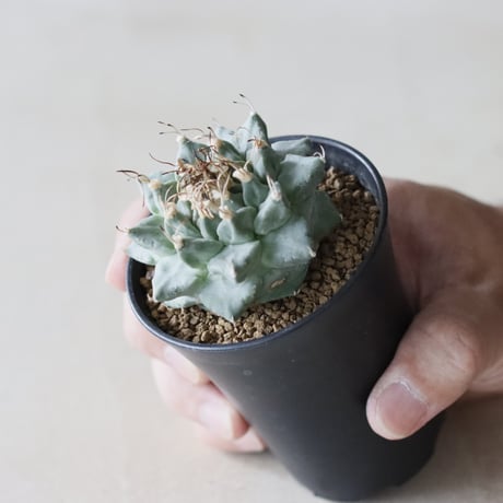 Turbinicarpus alonsoi (2.5号鉢)  no.913/50