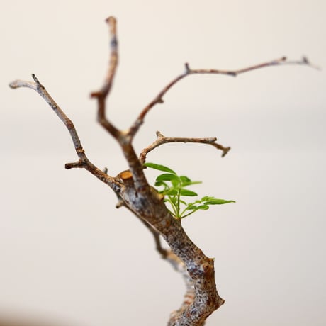 コミフォラ モンストローサ / Commiphora monstrosa   no.42310