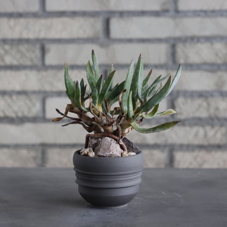 Aloe ramosissima × takero pot (2.5号)  no.315/17