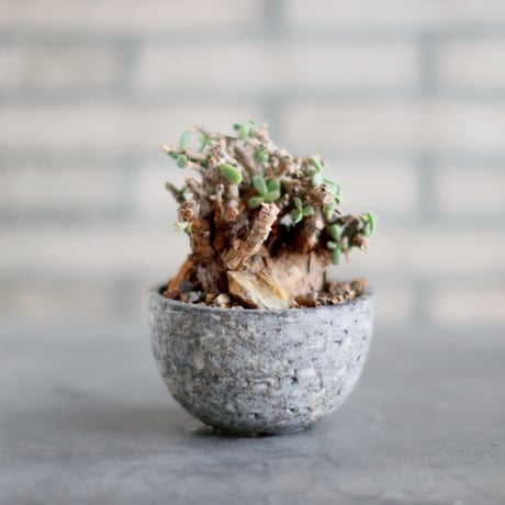 MASSES × 芽の巣山 / TAKERO POT MASSES × 芽の巣山 / TAKERO POT - メルカリ