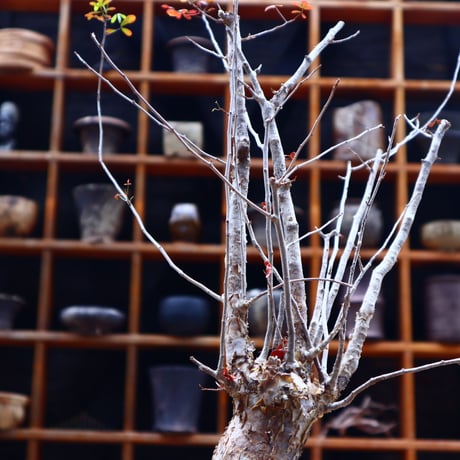 コミフォラ フンベルティ／commiphora humbertii   no.50206