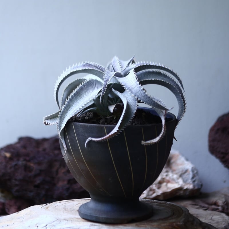 ディッキア マルニエ ラポストレイ var. エステベシー dyckia