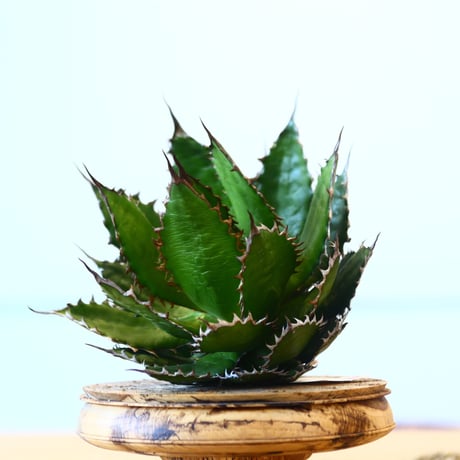 Agave horrida / Style of Chika   no.1015/41