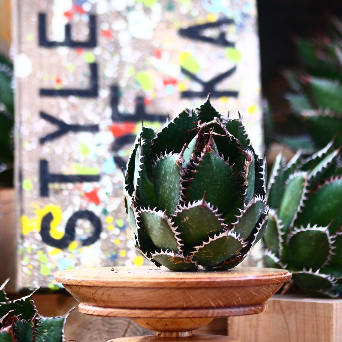 アガベホリダ極上株　Agave horrida No.AHRD007 アガベホリダ極上株 Agave horrida No.AHRD007