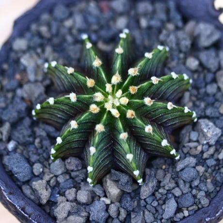 ギムノカリキウム   フィードリッフィーLB2178／Gymnocalycium friedrichii    no.40380