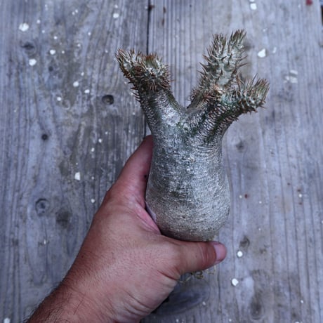 パキポディウム  イノピナツム  抜苗／Pachypodium Inopinatum     no.I-16