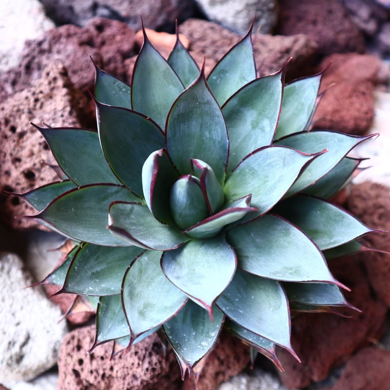 アガベ ブルーグロー Agave 'Blue Glow' no.30811 | 芽の巣山 アガベ ブルーグロー Agave 'Blue Glow' no.30811 | 芽の巣山