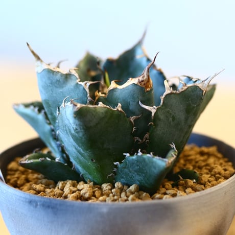 【9/9入荷未発根未活着ベアルート植込み】Agave titanota White Whale   no.101512