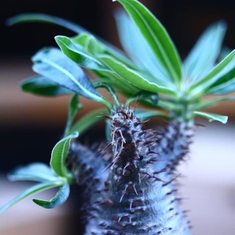パキポディウム  グラキリス ／Pachypodium  gracilius     no.103158