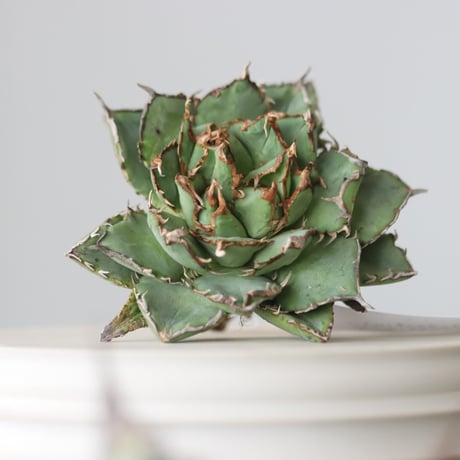 Agave titanota filigree Devil/ Style of Chika　no.42108