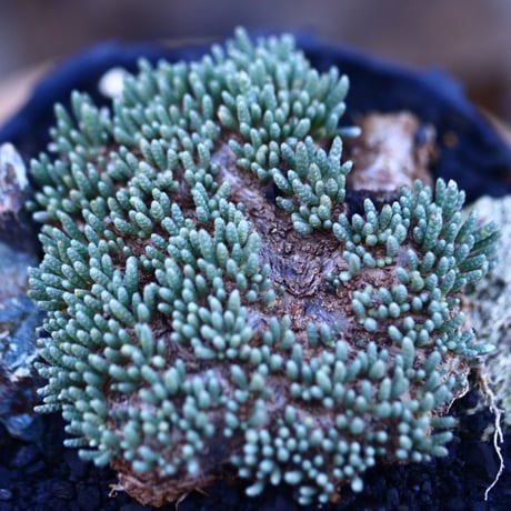アボニア   クイナリア   アルストニー  赤花／Avonia quinaria ssp. alstonii    no.103120