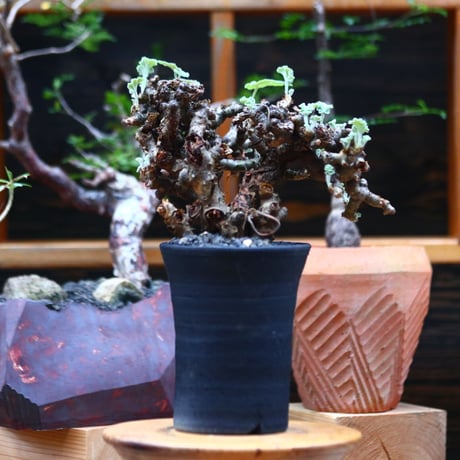 ぺラルゴ二ウム   エキナツム／Pelargonium  lechinatum   no.101021