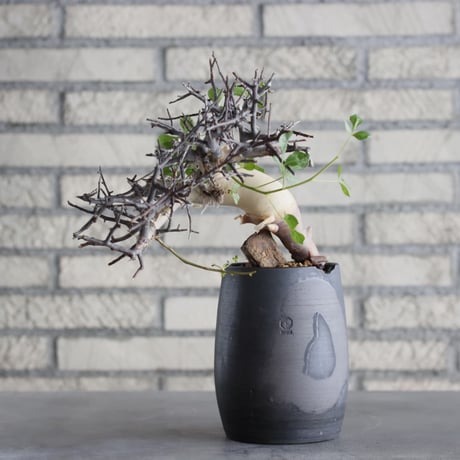 【新品未使用】作家鉢 手作り 植物 観葉 塊根 芽の巣山 カタチ製作所 素里 閑野淳 植木鉢 toky 根塊植物 芽の巣山