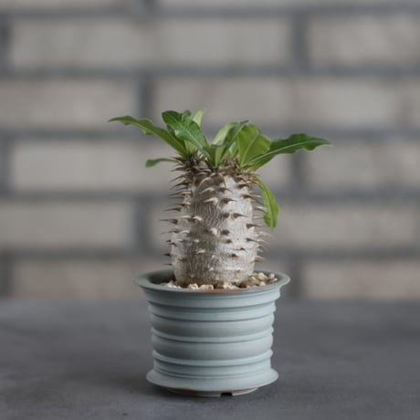 Pachypodium makayense × TAKERO NO TORUKO (2.5号)  no.419/94