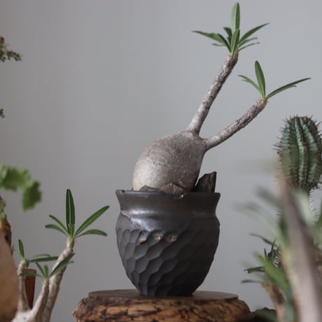 Pachypodium gracilius × N/OH    no.51223