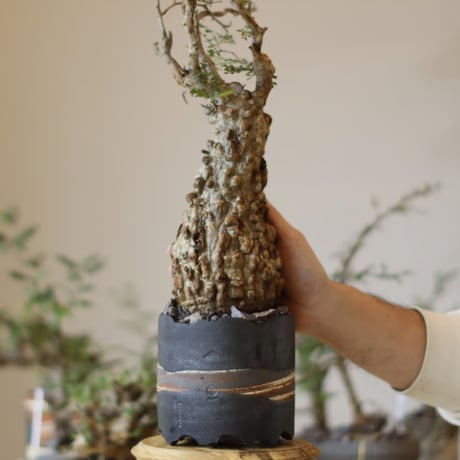 CATEGORY 2025/11/23 20:00~ | 芽の巣山