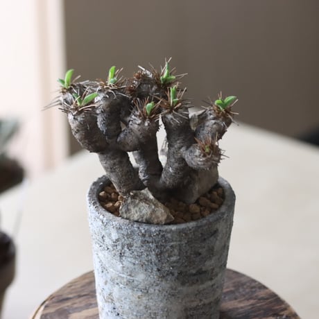 Euphorbia guillauminiana × たけろうポット   no.917-13