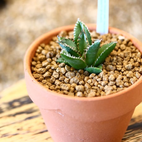 【9/9入荷未発根未活着ベアルート植込み】 Agave titanota "Filigree crested   no.91769