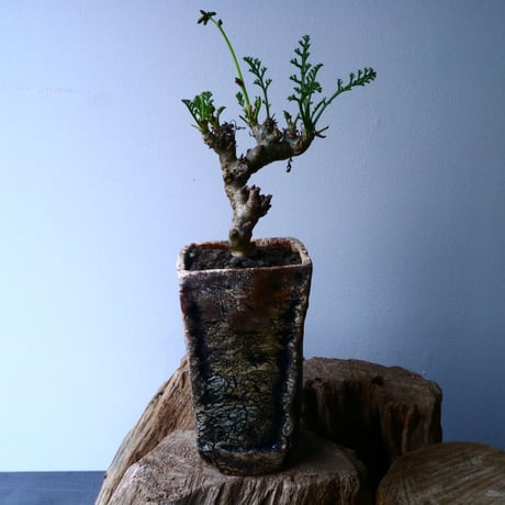 ペラルゴニウム   カルノーサム   Pelargonium carnosum  No.012