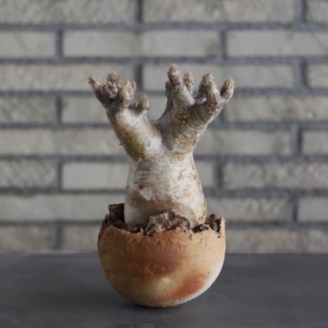 Pachypodium Inopinatum × takero pot (4.5号)  no.324/11