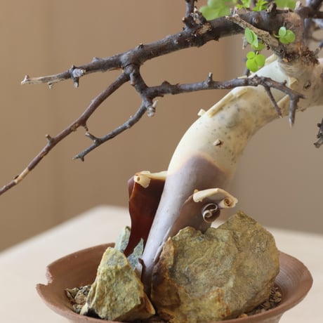 Commiphora kataf  × N/OH (3.5号鉢)   no.412-3