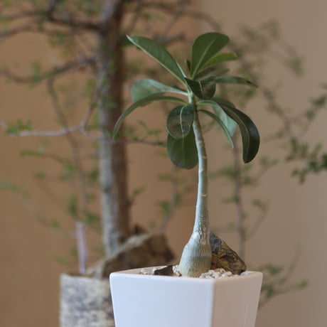 Adenium socotranum × 陶器鉢   no.82508
