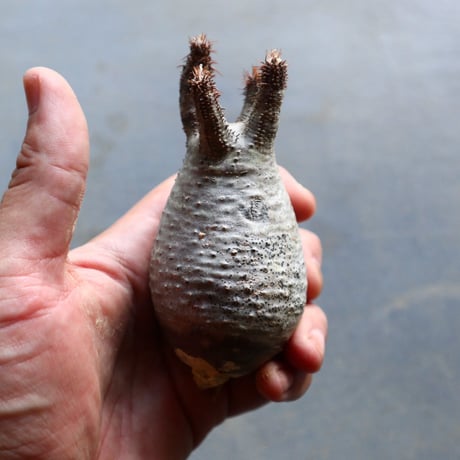 パキポディウム グラキリス 抜苗  Pachypodium rosulatum var. gracilius no.92909