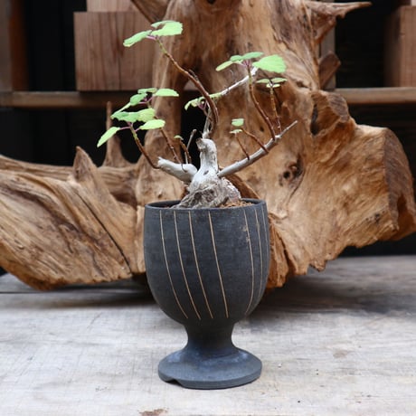 プレクトランサス エルンスティ/ Plectranthus ernstii   no.31266