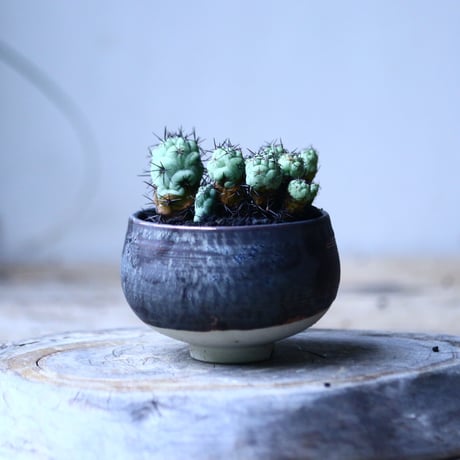 オルテゴカクタス　マクドガリー　 Ortegocactus macdougallii  no.101808