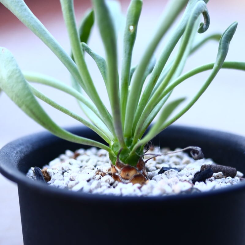 オトンナ レピドカウリス 実生 Othonna lepidocaulis