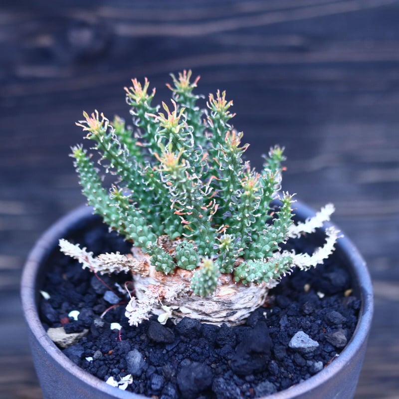 ユーフォルビア アトロビリディス Euphorbia atroviridis no.