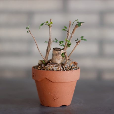 【新品未使用】作家鉢 手作り 植物 観葉 塊根 芽の巣山 カタチ製作所 素里 中川智治 陶器鉢 植物鉢 コーデックス 塊根植物 アガベ サボテン