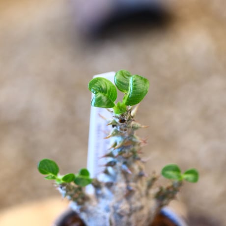 たけろうポット × Pachypodium baronii var. windsorii    no.102215