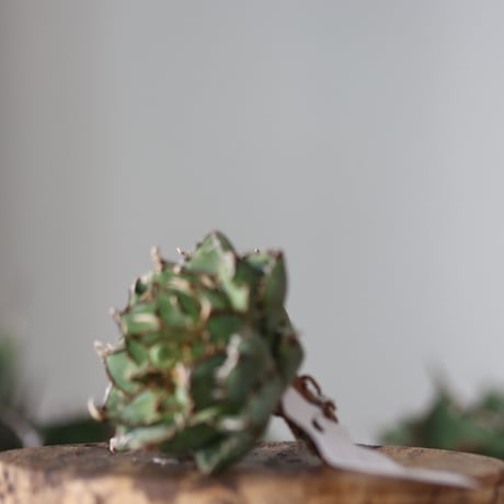Agave titanota filigree Devil / Style of Chika　no.42195