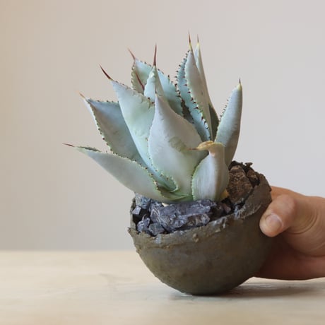 Agave Dragon Toes × takero pot　no. 309-12