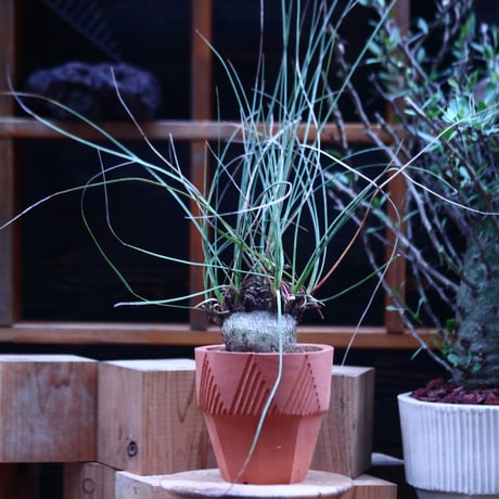 カリバナス | STORES