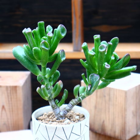 クラッスラ ゴーラム ／Crassula portulacea f. monstrosa   no.61909