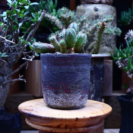 ユーフォルビア  オベサ hyb. ／Euphorbia obesa  hyb.    no.60622